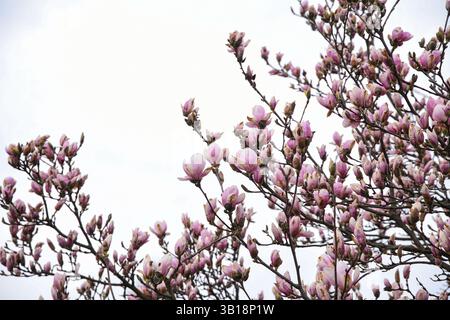 Das Foto machte einen blühenden Magnolienbaum in all seiner Pracht. Stockfoto