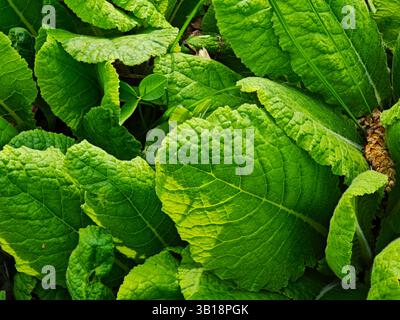 Nahaufnahme großer, leuchtend grüner Blätter, die einen strukturierten, natürlichen Hintergrund bilden und von Sonnenlicht beleuchtet werden Stockfoto