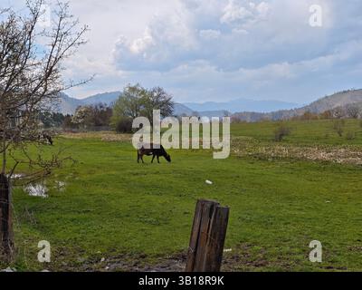 Braune Kühe weiden friedlich auf einer üppig grünen Wiese, mit einer malerischen Kulisse aus sanften Bergen und einem bewölkten Himmel Stockfoto