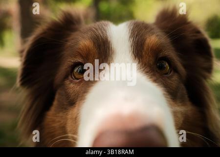 Extreme Nahaufnahme eines braunen und weißen Hundes, der mit neugierigen Augen direkt in die Kamera starrt. Australische Hirten rote dreifarbige Augen. Happy Dog Outdoor Stockfoto
