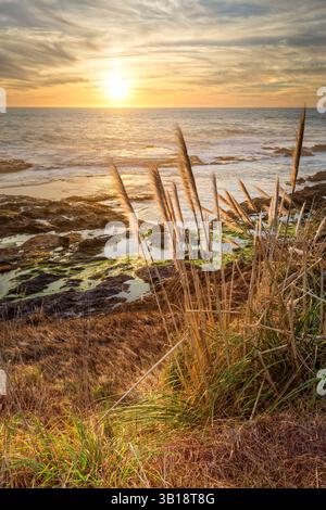 Malerischer Blick auf die Pazifikküste bei Sonnenuntergang, mit hohem, gefiedertem Pampas-Gras (Cortaderia) im Vordergrund und felsiger Flut po Stockfoto