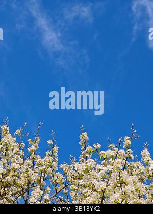 Weiße Blüten eines Birnenbaums, die vor einem klaren blauen Himmel blühen und eine wunderschöne Frühlingsszene schaffen Stockfoto