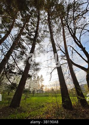Sonnenlicht zieht durch die Äste hoher Kiefern und beleuchtet eine lebendige grüne Wiese in einer ruhigen Waldlandschaft Stockfoto