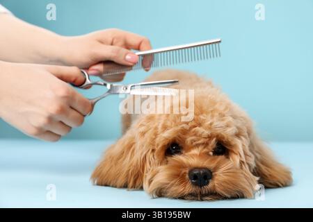 Der Groomer schneidet süßes Hundehaar auf hellblauem Hintergrund, Nahaufnahme Stockfoto