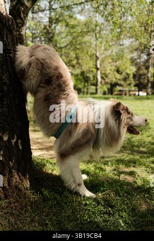 Red merle Border Collie in einem blauen Gurtzeug spielt einen verspielten Handstand an einem Baum in einem sonnigen Park, umgeben von frischem grünen Gras und Bäumen. Agil Stockfoto