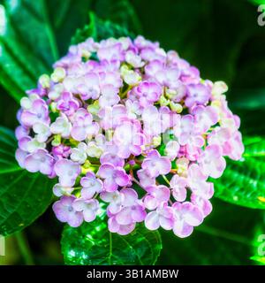 Hortensia blühende Blume auf einem Busch in einem dekorierten Landschaftsgarten in Australien. Stockfoto