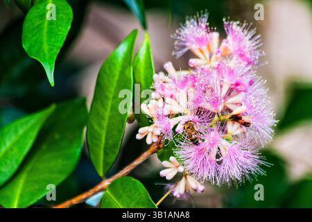 Beschäftigte Biene sammelt Nektar von lilly pilly blühenden Blumen in einem dekorierten Landschaftsgarten in Australien. Stockfoto