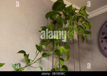 Die kaskadierende Pothos-Pflanze verleiht dem modernen Innenraum einen Hauch von natürlicher Schönheit. Eine üppige Pflanze mit verschiedenen Blättern kaskadiert anmutig in den Wohnraum Stockfoto