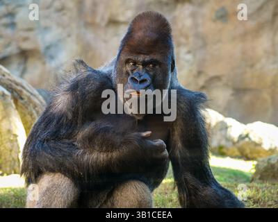 Porträt eines großen dominierenden Gorillas, der sich umsieht Stockfoto