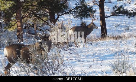 Maultierhirsch, Garten Gottes Stockfoto