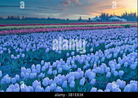 Das jährliche Tulip fest auf der Wooden Shoe Tulip Farm in Woodburn, Oregon, besuchen jedes Jahr Tausende von Besuchern das fest und genießen die vielen A Stockfoto