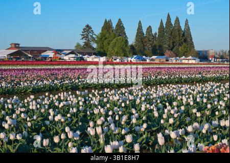 Das jährliche Tulip fest auf der Wooden Shoe Tulip Farm in Woodburn, Oregon, besuchen jedes Jahr Tausende von Besuchern das fest und genießen die vielen A Stockfoto