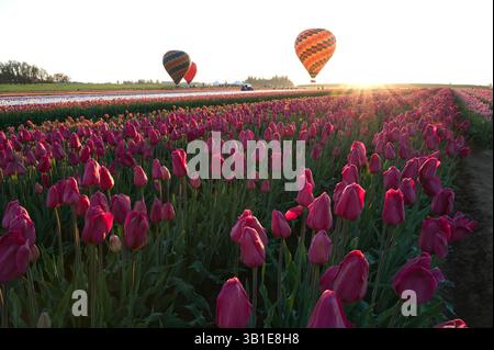 Das jährliche Tulip fest auf der Wooden Shoe Tulip Farm in Woodburn, Oregon, besuchen jedes Jahr Tausende von Besuchern das fest und genießen die vielen A Stockfoto