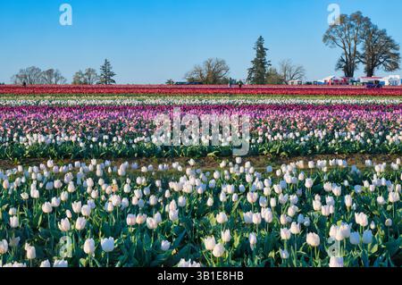 Das jährliche Tulip fest auf der Wooden Shoe Tulip Farm in Woodburn, Oregon, besuchen jedes Jahr Tausende von Besuchern das fest und genießen die vielen A Stockfoto