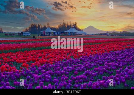 Das jährliche Tulip fest auf der Wooden Shoe Tulip Farm in Woodburn, Oregon, besuchen jedes Jahr Tausende von Besuchern das fest und genießen die vielen A Stockfoto