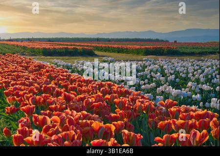 Das jährliche Tulip fest auf der Wooden Shoe Tulip Farm in Woodburn, Oregon, besuchen jedes Jahr Tausende von Besuchern das fest und genießen die vielen A Stockfoto