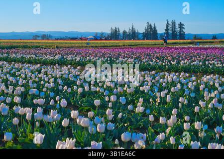 Das jährliche Tulip fest auf der Wooden Shoe Tulip Farm in Woodburn, Oregon, besuchen jedes Jahr Tausende von Besuchern das fest und genießen die vielen A Stockfoto