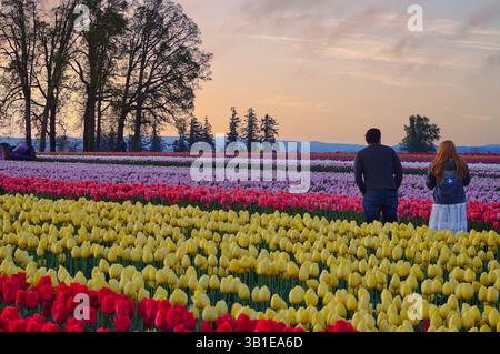 Das jährliche Tulip fest auf der Wooden Shoe Tulip Farm in Woodburn, Oregon, besuchen jedes Jahr Tausende von Besuchern das fest und genießen die vielen A Stockfoto