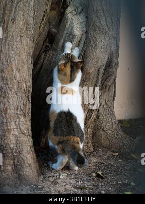 Katze kratzt am Baum im Park am Morgen Stockfoto