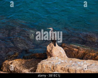 Eine Nahaufnahme eines dunkelgefiederten Kormorans, der auf einem hellen, felsigen Felsvorsprung in Javea, Valencia, Spanien, thront. Der Vogel zeigt nach links, Stockfoto
