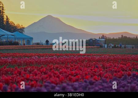 Das jährliche Tulip fest auf der Wooden Shoe Tulip Farm in Woodburn, Oregon, besuchen jedes Jahr Tausende von Besuchern das fest und genießen die vielen A Stockfoto