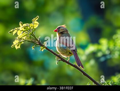 Baby-Kardinalvogel in einem Baum im Frühjahr Stockfoto