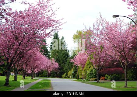 Kirschblüten blühen in voller Blüte, die sich über eine ruhige Wohnstraße erheben und einen Tunnel aus rosafarbenen Blumen entlang von Gehwegen und gepflegten grünen Rasenflächen bilden Stockfoto