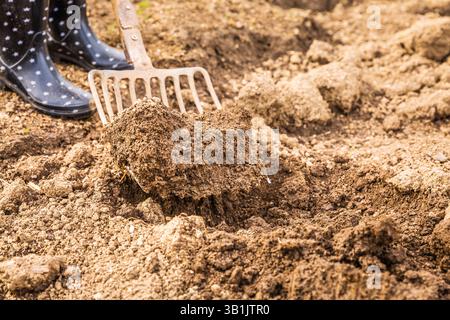 Graben von Boden mit einer Gartengabel zur Kultivierung von Boden, der für das Anpflanzen und Frühjahrsgärten bereit ist Stockfoto