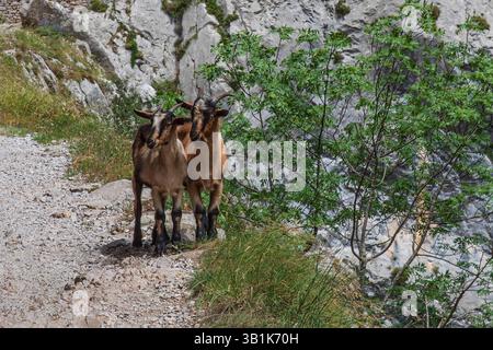Zwei braune Ziegen auf einem Wanderweg in Spanien auf dem Cares-Pfad Stockfoto
