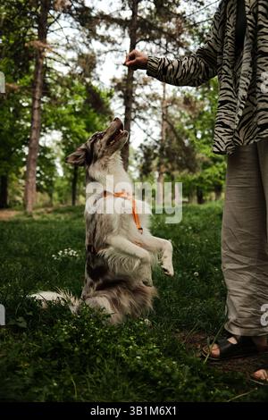 Red merle junger Border Collie steht während eines Trainings im Wald aufrecht auf den Hinterbeinen und blickt eifrig auf eine Person, die eine Leckerei anbietet. Fokus, Stockfoto