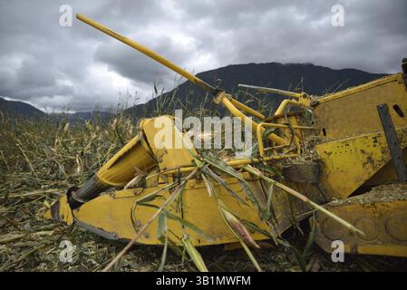 Detail der Schneidwerkzeuge an Mähdreschern, während Landwirte auf einem Milchbetrieb in Westland, Neuseeland, Ozeanien, Mais zur Silage ernten Stockfoto
