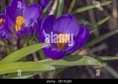 Krokusse (Krokus), lila, Makro Stockfoto