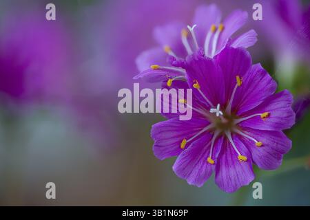 Blüten von Lewisia cotyledon (S. Watson) B.L.Rob, bitterroot aus Oregon, violette Sorte, häufig auf nordausgesichtetem alpinen felsigem Boden Stockfoto