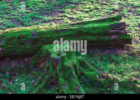 Gefallener Baumstamm, bedeckt mit lebhaftem Moos, liegt auf dem Boden inmitten eines grünen Grasbeckens. Verfallendes Holz, überholt von einem üppigen Teppich aus Moos, liegt auf dem f Stockfoto