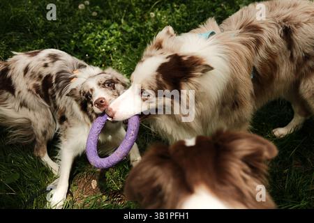 Zwei energiegeladene Hunde - ein Border Collie zieht spielerisch an einem violetten Ringspielzeug im Gras, während der braune Australian Shepherd zusieht. Ihre Ausdrücke sind voll Stockfoto