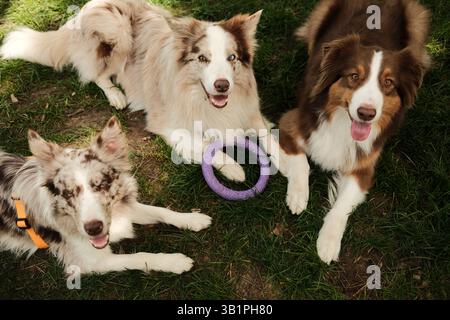 Happy Dogs - zwei rote merle Border Collie und ein brauner Australian Shepherd liegen auf grünem Gras mit einem lila Ringspielzeug und blicken mit fröhlichem Ausdruck nach oben Stockfoto