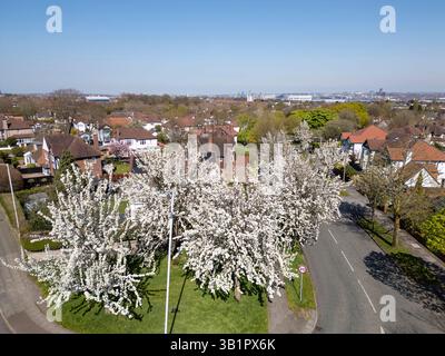 WIRRAL, MERSEYSIDE, ENGLAND - 9. APRIL 2025: Kirschbäume blühen entlang einer Straße, Wirral im Frühling, England Stockfoto