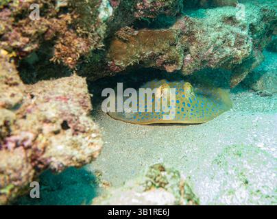 Blue Spoted Ray am Ningaloo Coral Reef, Western Australia, Australien Stockfoto