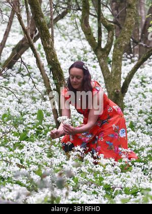 Doddiscombsleigh, Devon, Großbritannien. April 2025. Wetter in Großbritannien: Raich Keene sucht in einer Fülle von wildem Knoblauch in Wäldern in der Nähe von Doddiscombsleigh, Devon. Hinweis: Nidpor/Alamy Live News Stockfoto