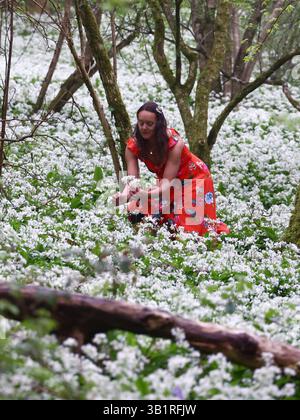 Doddiscombsleigh, Devon, Großbritannien. April 2025. Wetter in Großbritannien: Raich Keene sucht in einer Fülle von wildem Knoblauch in Wäldern in der Nähe von Doddiscombsleigh, Devon. Hinweis: Nidpor/Alamy Live News Stockfoto