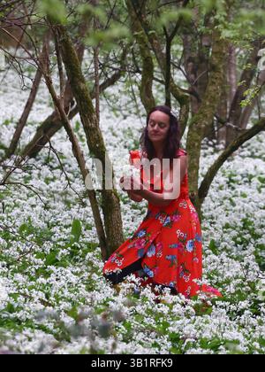 Doddiscombsleigh, Devon, Großbritannien. April 2025. Wetter in Großbritannien: Raich Keene sucht in einer Fülle von wildem Knoblauch in Wäldern in der Nähe von Doddiscombsleigh, Devon. Hinweis: Nidpor/Alamy Live News Stockfoto