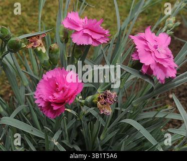 25. Juni 2010 – Liverpool, England, Vereinigtes Königreich – Nahaufnahme einiger Blumen in Mendips, dem Kinderheim des Beatles-Musikers John Lennon, an der Menlove Avenue in Liverpool. Ehrenamtliche Helfer wurden persönlich von Yoko Ono dafür gedankt, dass sie die Gärten so umgestaltet haben, wie es in den 1950er Jahren ausgesehen hätte (Kreditbild: © Mercury Press/ZUMApress.com) Stockfoto