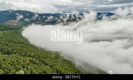 Dicker Nebel bedeckt einen grünen Wald in den Pyrenäen, Katalonien, Spanien. Stockfoto