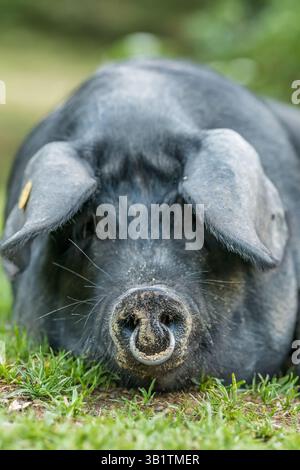 Schwarzes iberisches Schwein auf einem Bauernhof in den spanischen Pyrenäen. Stockfoto