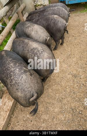 Schwarze iberische Schweine auf einem Bauernhof in den spanischen Pyrenäen im Sommer Stockfoto
