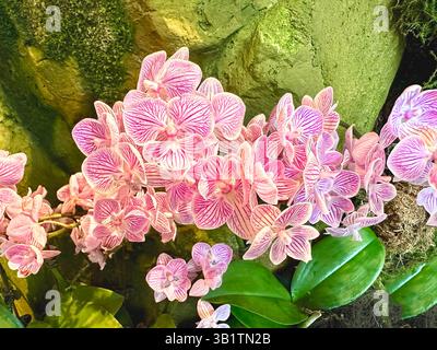 Wunderschöne rosa Orchideen, die in einem botanischen Garten in Singapur wachsen Stockfoto