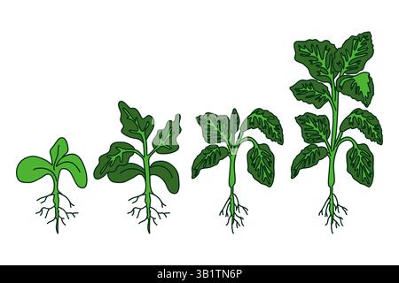 Handgezeichnete botanische Tomatensämlinge mit Wurzeln und Blättern isoliert auf weißem Hintergrund. Karikatur bunte wachsende Gemüsesämlinge Vektor-Illustration Stock Vektor