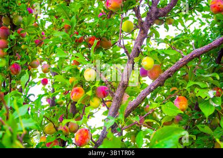 Der Baum war voller reifer Pflaumen im Obstgarten Stockfoto
