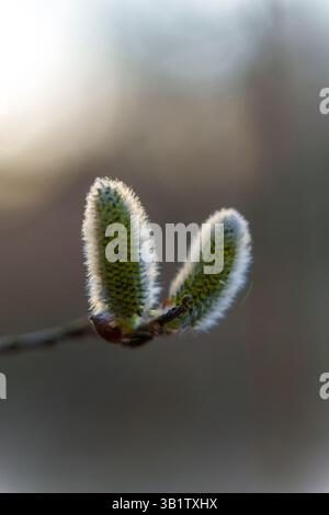 Nahaufnahme von zwei weichen und verschwommenen Weidenkatzen auf einem Zweig, die von sanftem natürlichem Licht vor einem neutralen, verschwommenen Hintergrund hinterleuchtet werden. Stockfoto