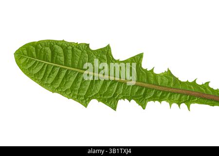 Isoliert auf transparentem weißem Hintergrund grünes frisches Blatt von Löwenzahnpflanzen. Nahaufnahme der Unterseite mit Textur und Blattvene. Leer für Design, Stockfoto